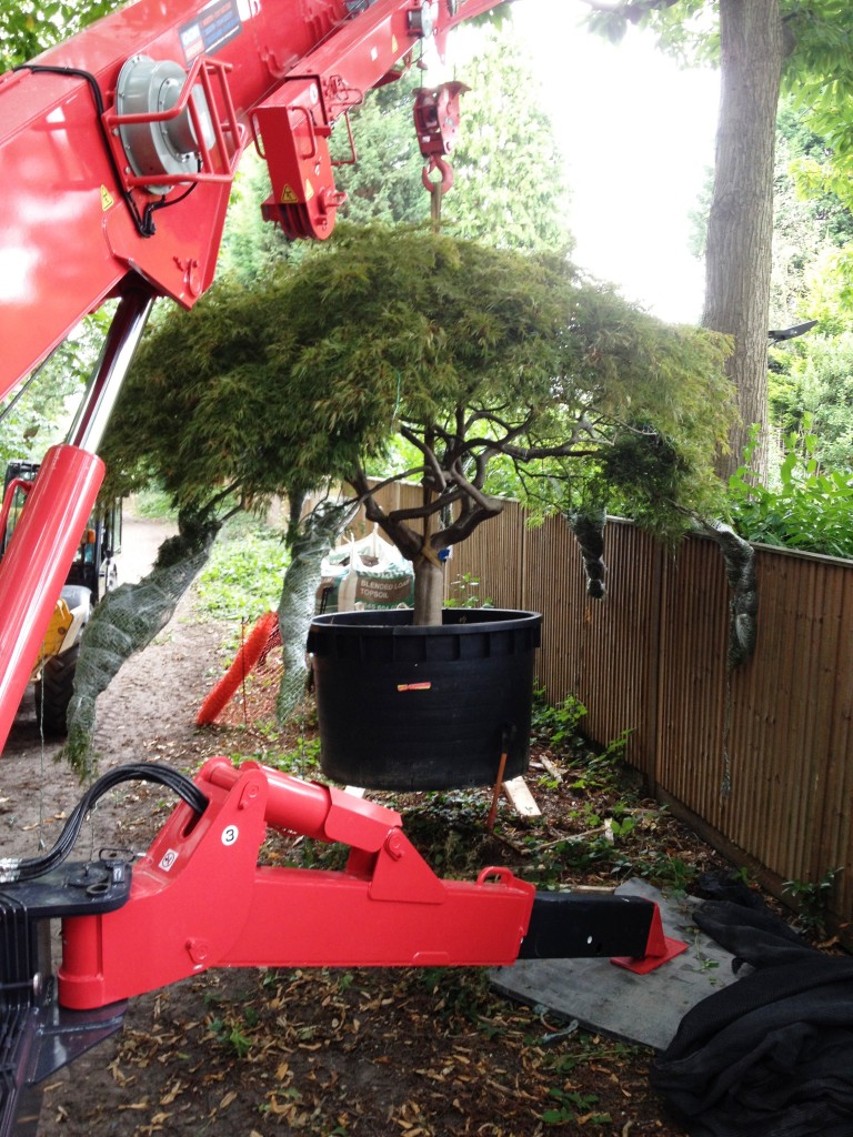 Crane hired to lift tree