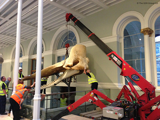 UNIC mini crane lifts whale skull exhibit in position