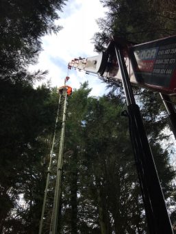 UNIC URW-1006 Mini Spider Crane lifting in the trees.